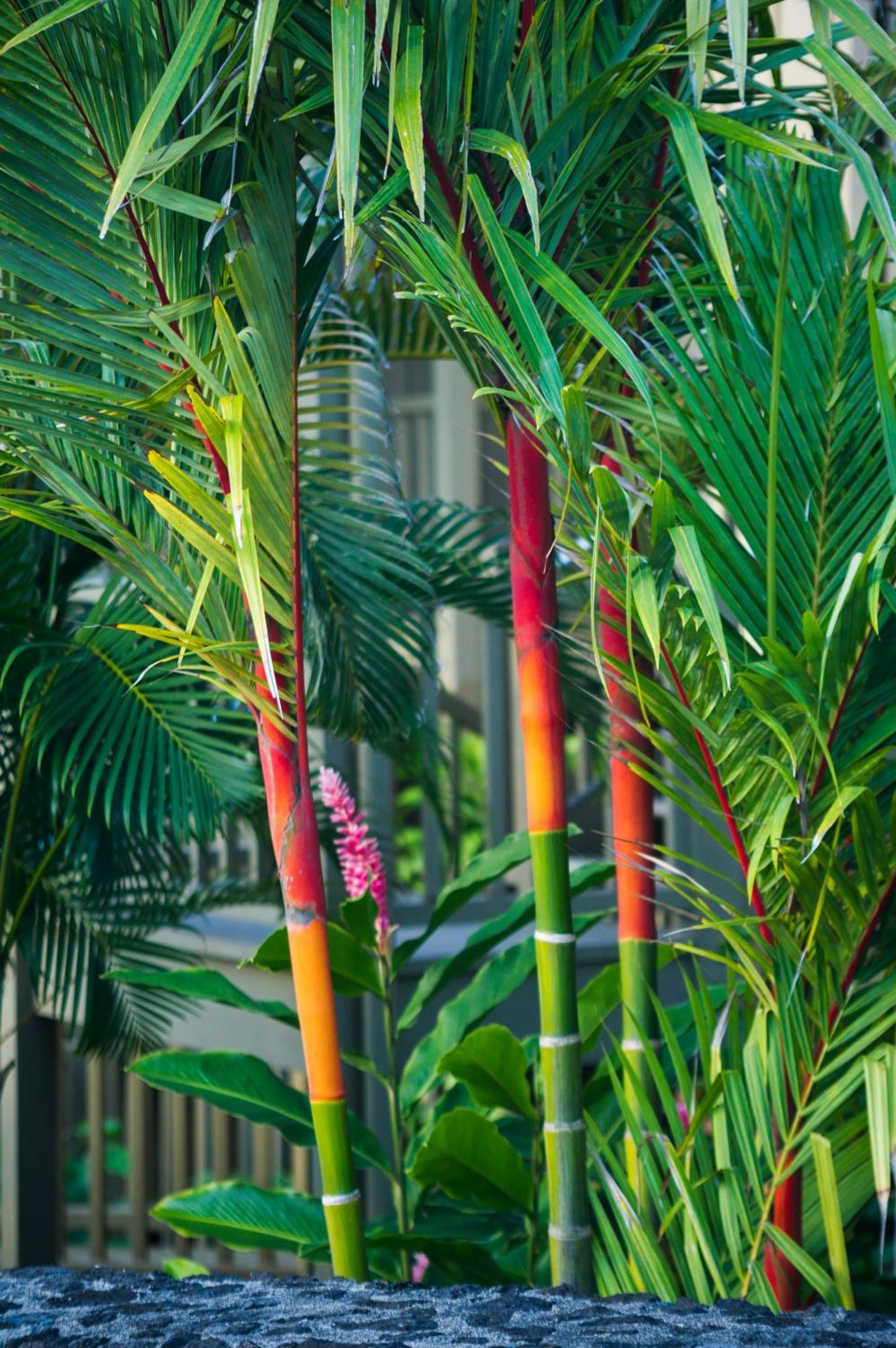 Hana Kai Maui - #201 Honokalani - Oceanview 1 Br Exterior foto